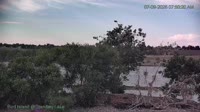 Westminster - Standley Lake Regional Park - Weißkopfseeadler