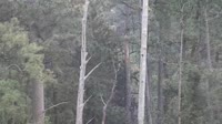 Miniaturansicht