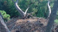 Hilton Head Island - Adlernest