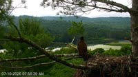 Quechee - VINS Nature Center - Plikųjų erelių lizdas