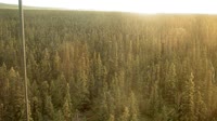 Delta Junction - Fort Greely - Tajga