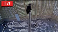 Brookfield - Raptor Flight Facility
