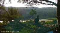 Quechee - VINS Nature Center - Nido de águilas calvas