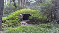 Lewisboro - Wolf Conservation Center - Wilki
