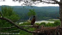 Quechee - VINS Nature Center - Nid d'aigle à tête blanche