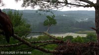 Quechee - VINS Nature Center - Plikųjų erelių lizdas