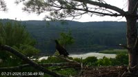 Quechee - VINS Nature Center - Orły bieliki