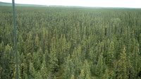 Delta Junction - Fort Greely - Taïga
