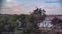 Westminster - Standley Lake Regional Park - Aquile calve