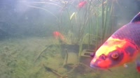San Diego - Japanese Koi Pond