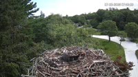 Falmouth - Waquoit Bay Reserve - Nido del falco pescatore
