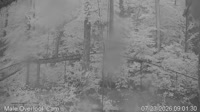 Pigeon Forge - Dollywood Theme Park - Aquila calva