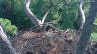 Hilton Head Island - Nido d'aquila