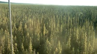 Delta Junction - Fort Greely - Taiga