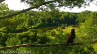 Quechee - VINS Nature Center - Nido di aquila calva