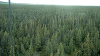 Delta Junction - Fort Greely - Taiga