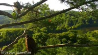 Quechee - VINS Nature Center - Nid d'aigle à tête blanche