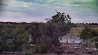 Westminster - Standley Lake Regional Park - Aquile calve