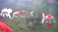 San Diego - Japanese Koi Pond