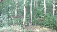 Pigeon Forge - Dollywood Theme Park - Aquila calva