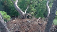 Hilton Head Island - Orle gniazdo