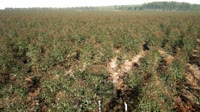 Itatinga - Lobo - Eucalyptus plantation