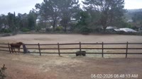 San Diego - Stallo per il parto