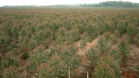 Itatinga - Lobo - Plantacja eukaliptusa