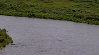 Kodiak - Dog Salmon River
