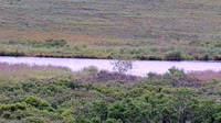 Kodiak - Dog Salmon River