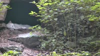 Lewisboro - Wolf Conservation Center - Wilki
