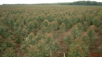 Itatinga - Lobo - Plantacja eukaliptusa