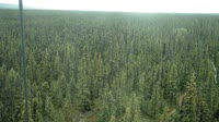Delta Junction - Fort Greely - Tajga