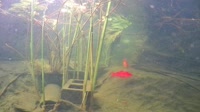 San Diego - Koi Pond