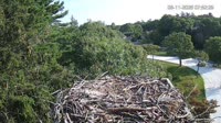 Falmouth - Waquoit Bay Reserve - Nido de águila pescadora