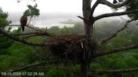 Quechee - VINS Nature Center - Nid d'aigle à tête blanche