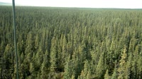 Delta Junction - Fort Greely - Taiga