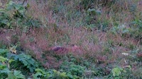 Kodiak - Dog Salmon River