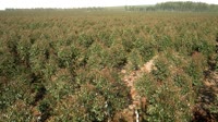 Itatinga - Lobo - Eukalipto plantacija