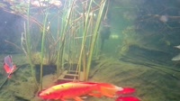 San Diegas - Koi Pond