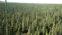 Delta Junction - Fort Greely - Taiga