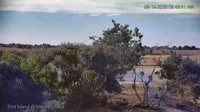 Vestminsteris - Plikieji ereliai
