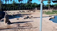 Tuksonas - Reid Park Zoo