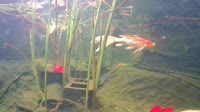 San Diego - Koi Pond