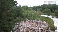 Falmouth - Waquoit Bay Reserve - Osprey Nest