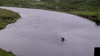 Kodiak - Dog Salmon River