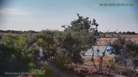 Westminster - Standley Lake Regional Park - Weißkopfseeadler