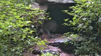 Lewisboro - Wolf Conservation Center