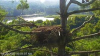 Quechee - VINS Nature Center - Weißkopfseeadler-Nest