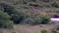 Kodiak - Dog Salmon River